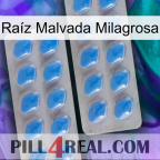Raíz Malvada Milagrosa 23